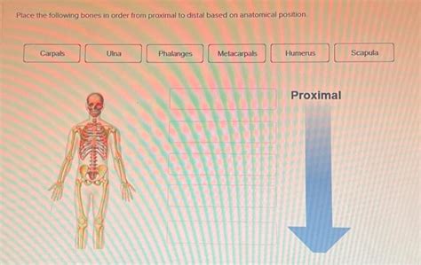 Solved Place The Following Bones In Order From Proximal To