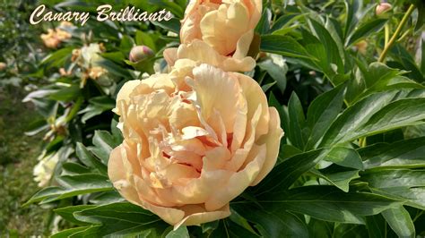 Пион Канари Бриллиантс Фото И Описание Цена — Mixyfotos.ru
