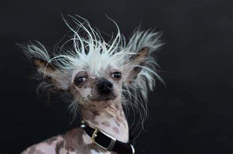 Photos Photos Pit Bull Mix ‘quasi Modo Wins Worlds Ugliest Dog