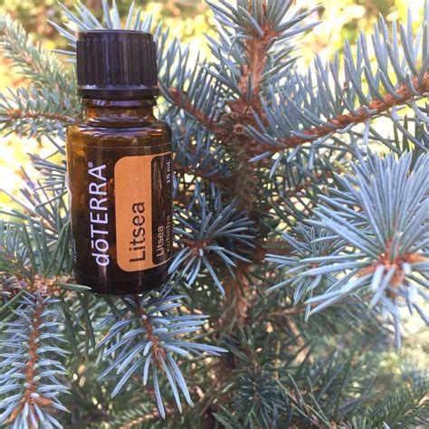 Litsea Essential Oil doTERRA 15ml – Earth to Life