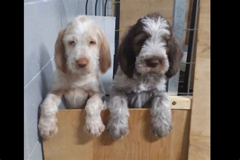 Spinone Italiano Puppies For Sale In Michigan