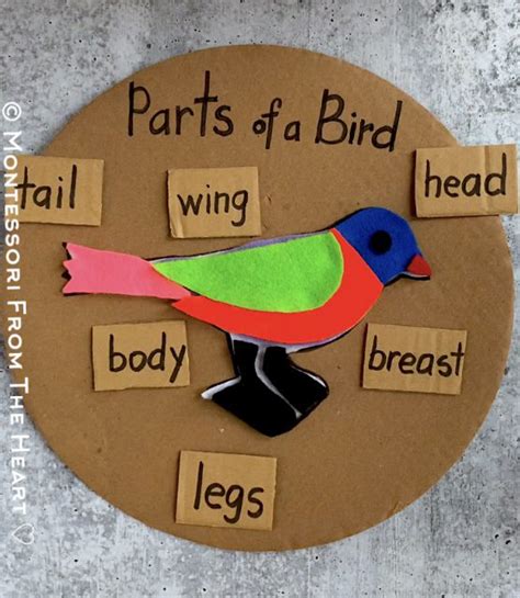 Parts Of A Bird Montessori Zoology Montessori From The Heart