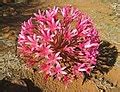 brunsvigia wikipedia
