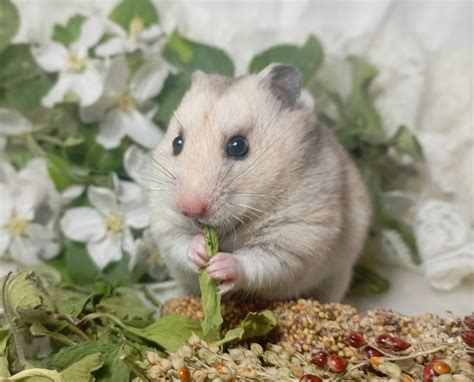 Кэрол сегодня на обед кушает сушеный подорожник и красное сорго 2025 ...