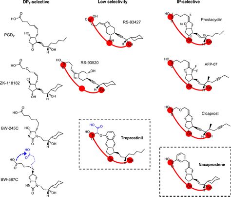 Assessing The Agonist Profiles Of The Prostacyclin Analogues