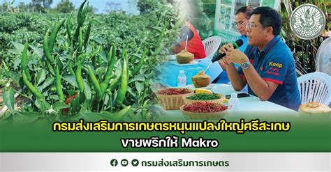 กรมส่งเสริมการเกษตรหนุนแปลงใหญ่ศรีสะเกษขายพริกให้ Makro ศูนย์ข่าวกรม