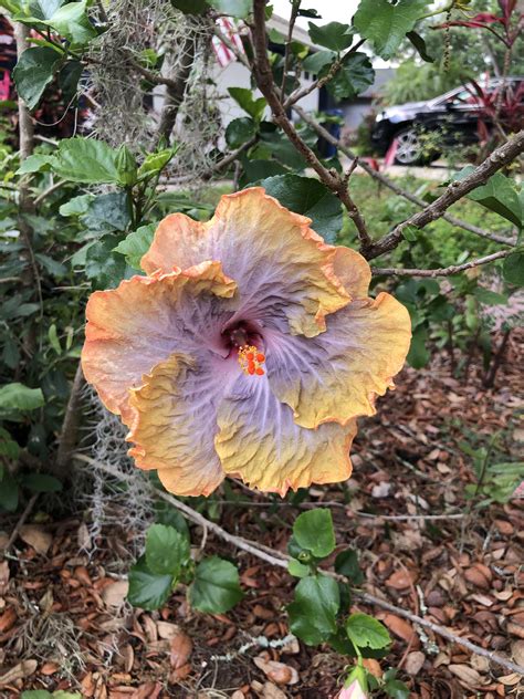 Craziest hibiscus I’ve ever seen. Looks like a photo negative. Must be
