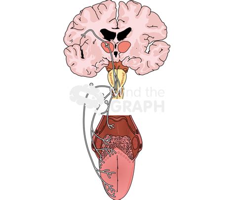 Gustatory pathway