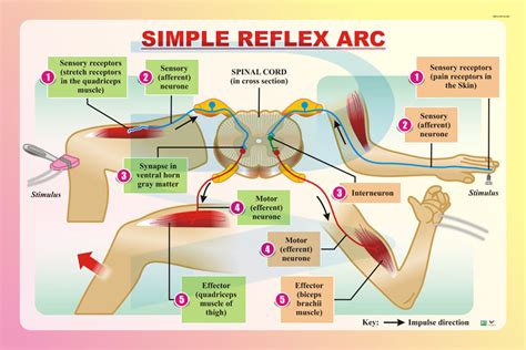 simple reflex arc progressive scientific sdn bhd