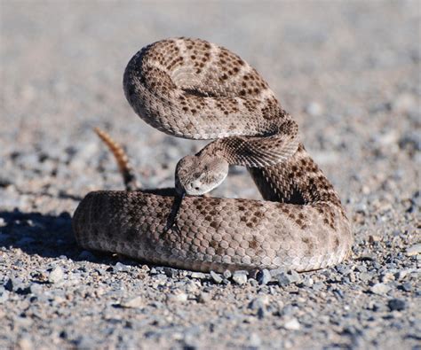 Western Diamondback Rattlesnake - Coniferous Forest