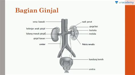 Gambar Ginjal Kanan Dan Kiri Galeri Gambar Hade