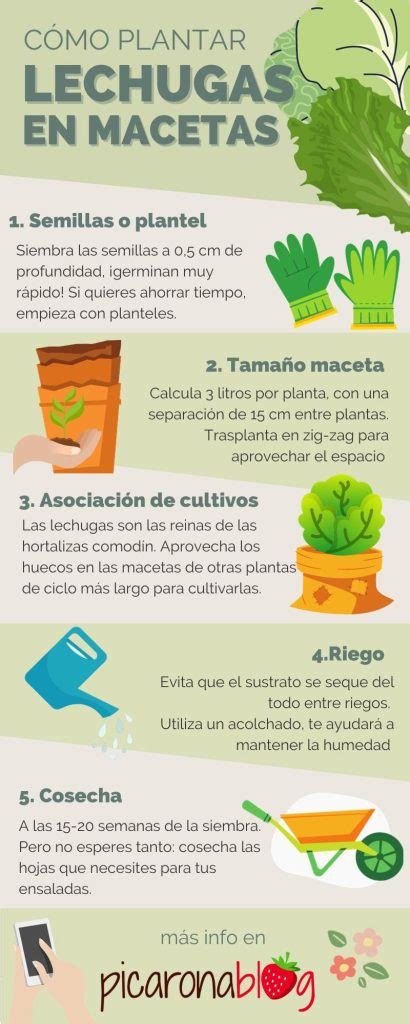 Guía completa Cómo plantar una lechuga y asegurar una cosecha exitosa