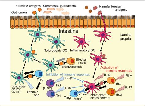 Intestinal immunity and the mechanisms of oral tolerance. Intestinal ... 
