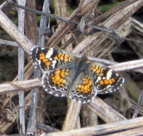 Phaon Crescent - Phyciodes phaon - BugGuide.Net