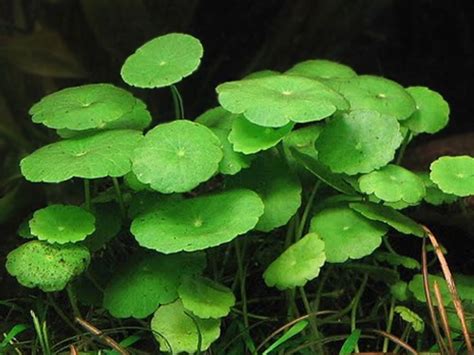 Hydrocotyle verticillata | Freshwater plants, Freshwater aquarium ...
