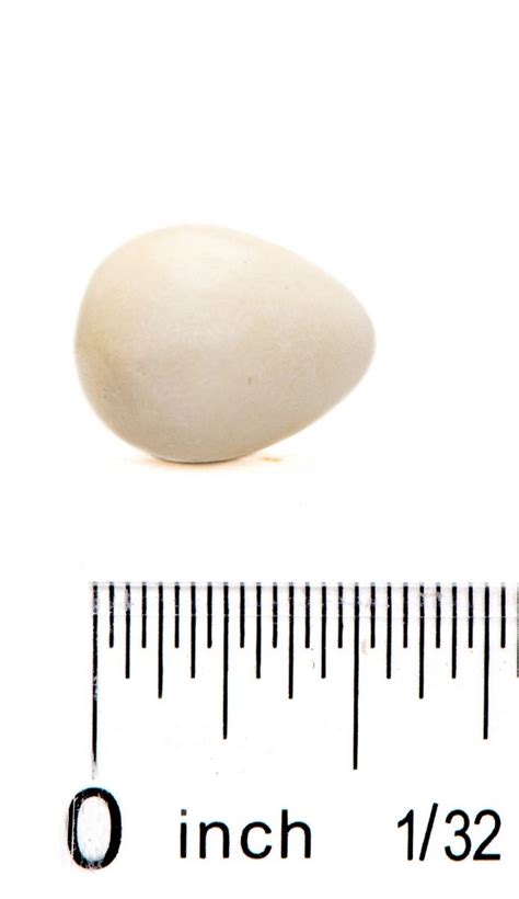 American Goldfinch Eggs