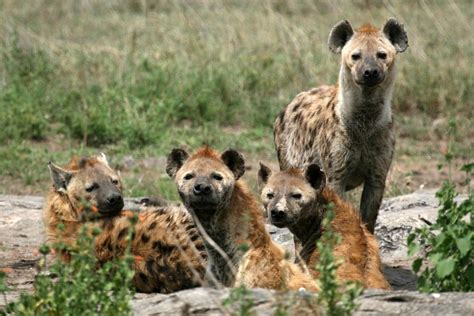 Why Do Hyenas Laugh? » ScienceABC