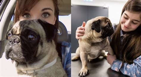 Are Pugs Affectionate And How They Show You Their Love