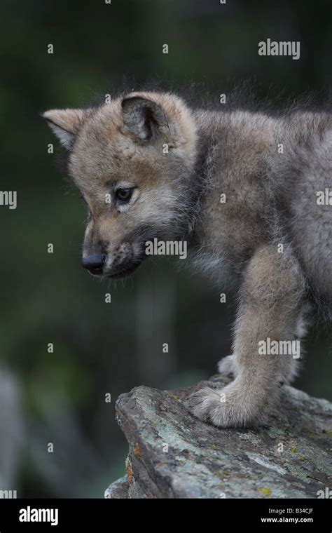 Wolf pup hi-res stock photography and images - Alamy