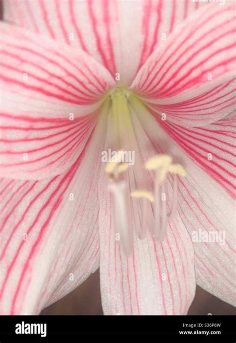 Hippeastrum Recticulatum Var Straitifolium Aka Striped Leaved