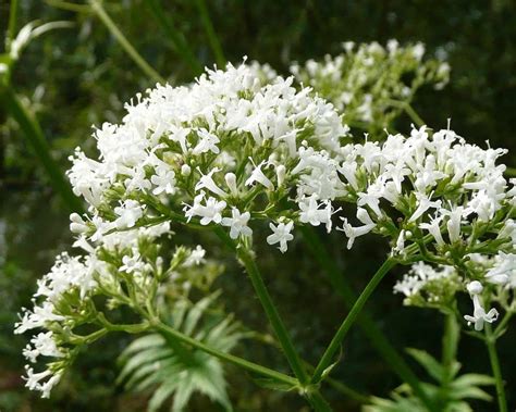 Benefits And Uses For Valerian Essential Oil