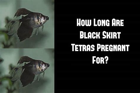 How Long Are Black Skirt Tetras Pregnant For? - Tetra Fish Care