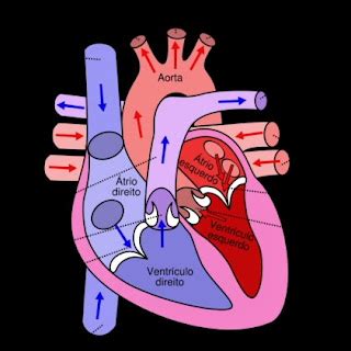Coração É Oxítona - Hipertensão, Saúde Vascular e Óxido Nítrico: Anatomia e Situação do Coração