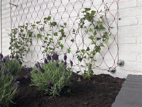 Green Line With Red Trellis Wire Mesh Blue Wave