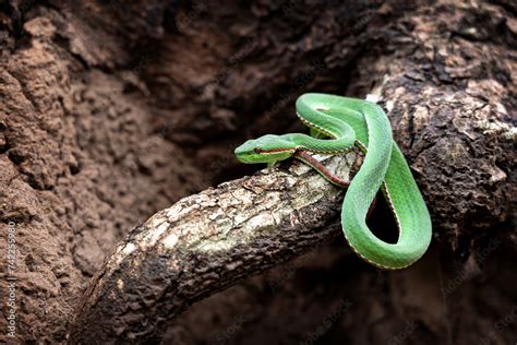 Snake With Hemotoxic Venom Affects The Blood System Lanna Green Pit