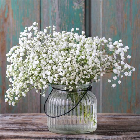 Buy Gypsophila Baby's Breath Online - Easy to Grow Bulbs – Easy To Grow