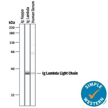 Human Lambda Light Chain Antibody Unconjugated Mab