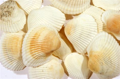 Fossil 1 Free Photo Download Freeimages