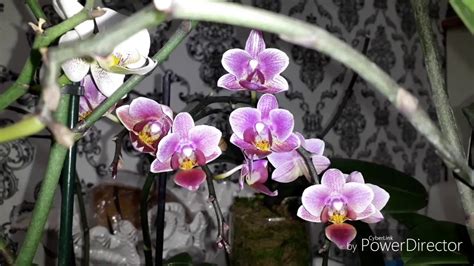 Живой мох для орхидей👍Новые посадки. - YouTube