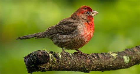 Red Finch Lifespan Food Care Guide Cute Parrots