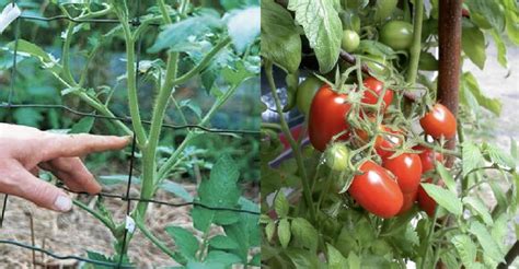 Come Moltiplicare Una Pianta Di Pomodori Ohga