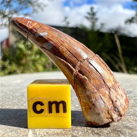 UK Fossils – Fossils for Sale, British Fossil Marketplace