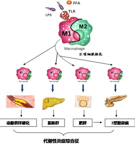 为什么肠道菌群重建改善脂肪肝？最新研究发现运动与饮食干预效果微生物脂肪肝饮食新浪新闻