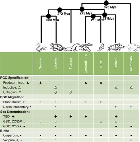 Phylogeny Of Amniotes With PGC Specification PGC Migration Sex