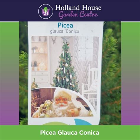 Picea Glauca Conica Holland House Garden Centre Preston