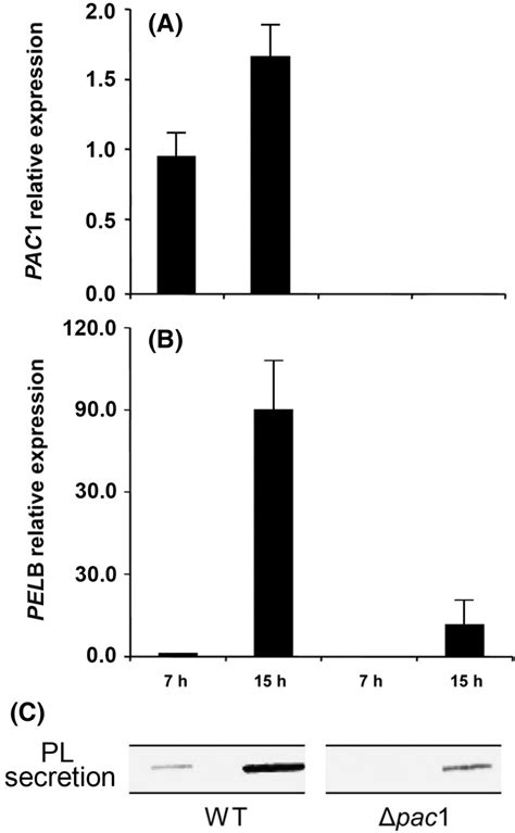 Relative Expression Of Pac And Pelb And Pl Secretion By The Wild Type