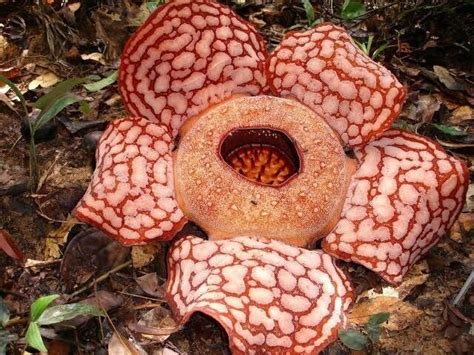 Rafflesia Hasseltii Suringar World Flora Plntnet Identify