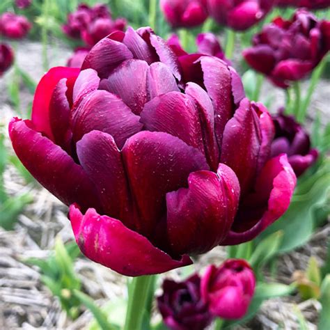 Tulip Roadstar For Sale Online In Eu Directly From Holland