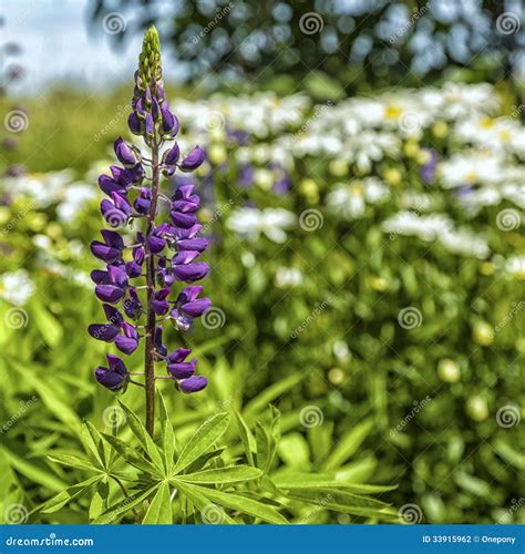Purple Lupin stock photo. Image of garden, grow, lupine - 33915962