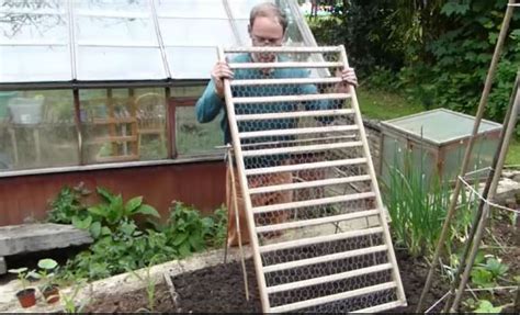 Выращивание огурцов от посева до сбора урожая – все ли хитрости вы ...