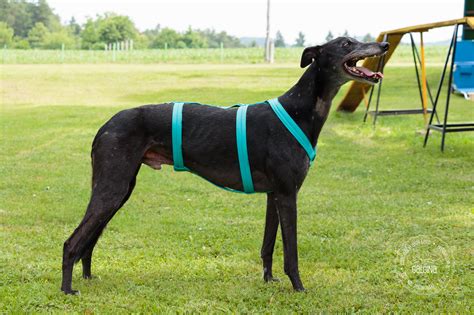 Basic Sighthound Harness Galgina