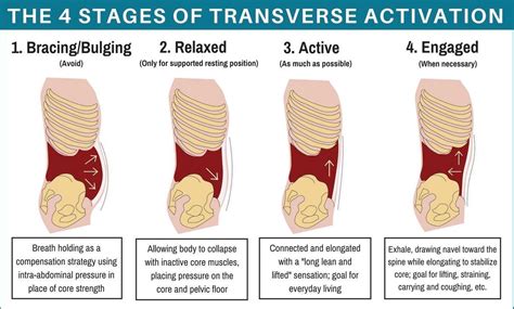 Anjali Gambhir on LinkedIn: #corestrength #transverseabdominis # ...