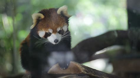 Red panda, science names "Ailurus fulgens" called lesser panda, red ...