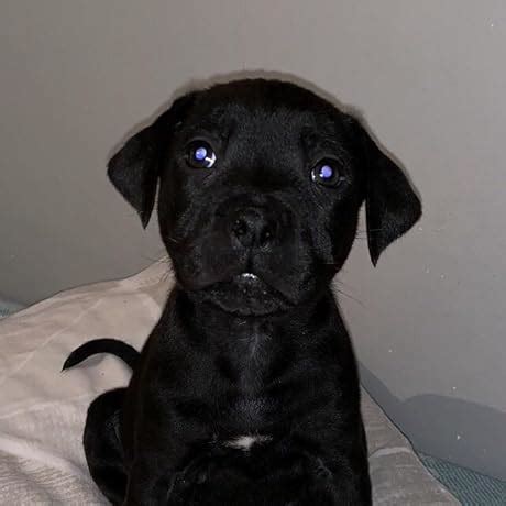 Testosterone For Life Recharge Your Vitality Sex Drive Muscle Mass And Overall Health