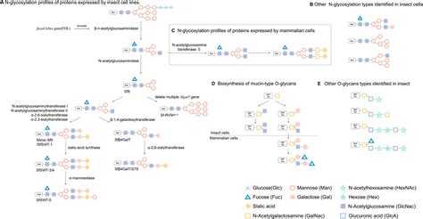 Frontiers Genetic Engineering Of Baculovirus Insect Cell System To