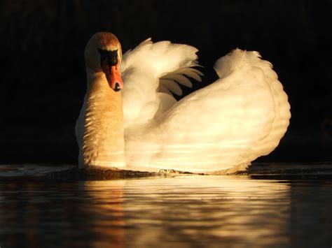 Swan Sunset Golden Free Photo On Pixabay Pixabay